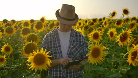 A-young-farmer-man-is-walking-on-the-field-with-lots-of-sunflowers-and-studing-their-main-charasteristics.-He-writes-some-important-things-in-his-electronic-tablet